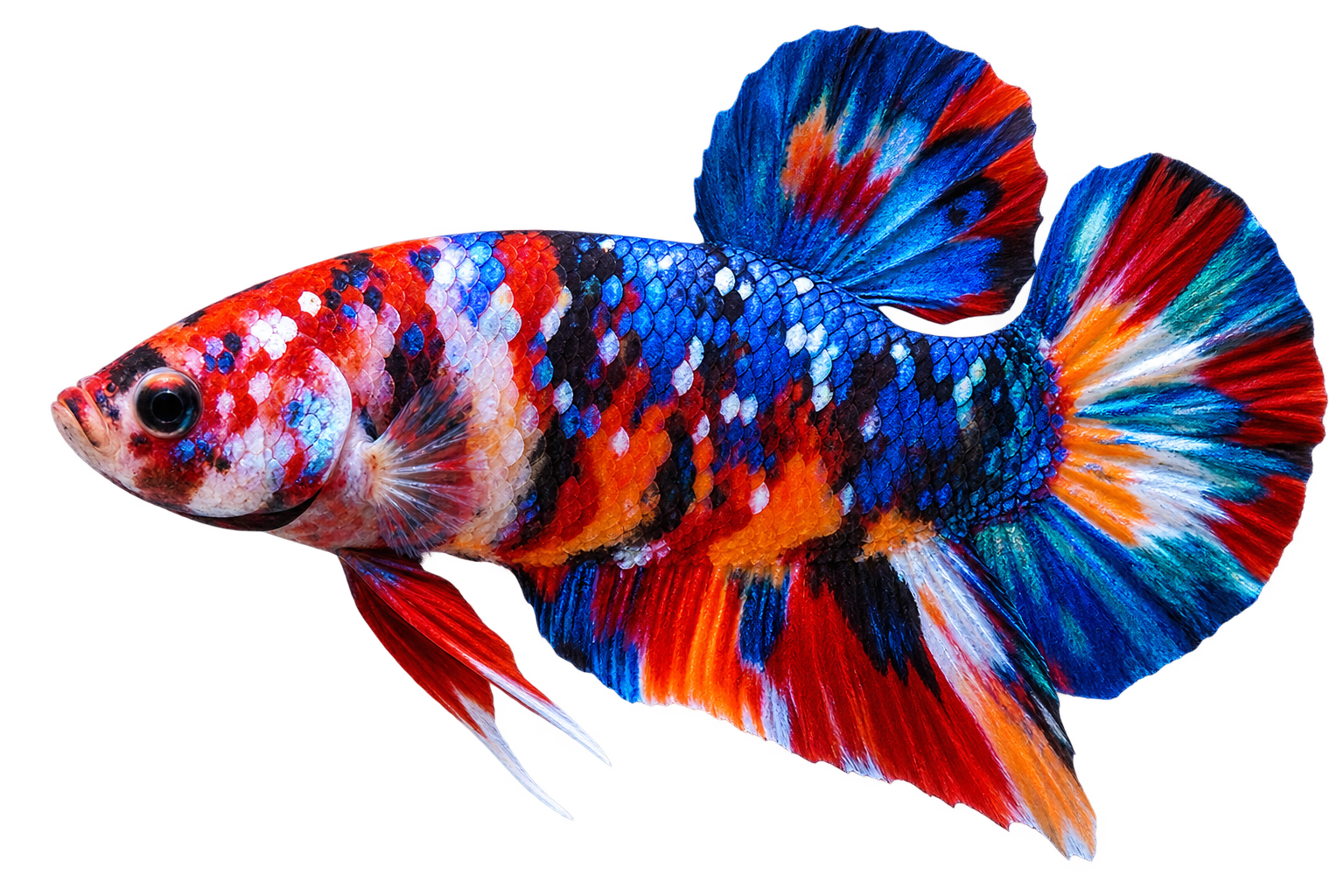 Nemo Galaxy Plakat Betta balığı
